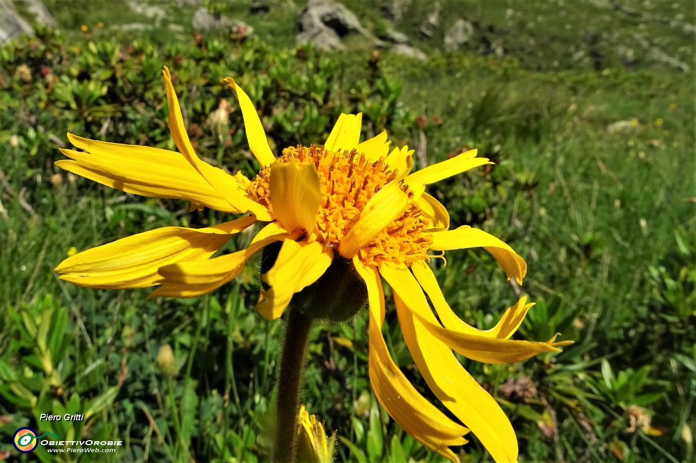 25 Arnica in fiore (Arnica montana).JPG